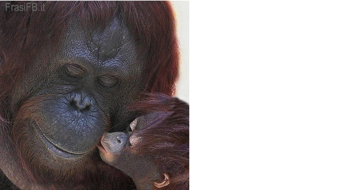 Foto cucciolo gorilla bacia la mamma